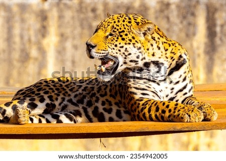 Magnificent jaguar portrait in selective focus. Largest wild cat in the Americas Royalty-Free Stock Photo #2354942005