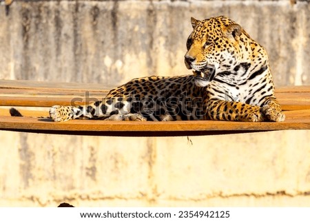 Magnificent jaguar portrait in selective focus. Largest wild cat in the Americas Royalty-Free Stock Photo #2354942125