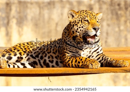 Magnificent jaguar portrait in selective focus. Largest wild cat in the Americas Royalty-Free Stock Photo #2354942165