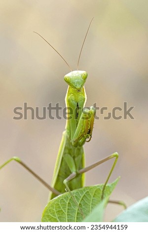 A cute praying mantis appears to be posing for the camera in a garden in north Idaho.