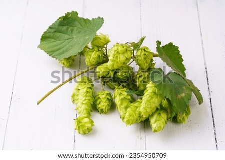 Fresh hops on a monochromatic background