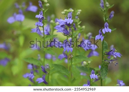 Lobelia siphilitica. The blue flowers of great blue lobelia.