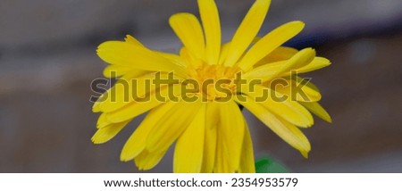 Pretty yellow flower, macro close up