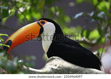 Close up of Toco toucan in the park, selective focus.