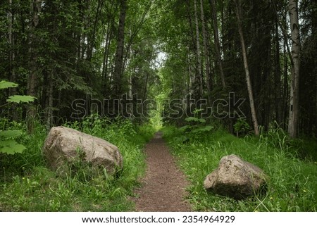 An Adventurous Forest Trail Path To Go Hiking On