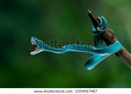 Angry blue viper, blue white lipped Island pit viper snake Trimeresurus insularis strike and open its mouth with bokeh background