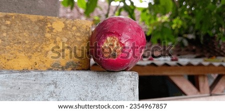 Rose apple or bell apple or water red apple bitten by an animal, dented and damaged. Fall from the tree. Royalty-Free Stock Photo #2354967857