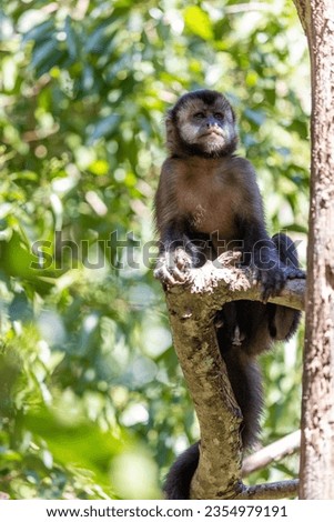 Monkey in a tree of the lush rain forest of the national park Iguazu Falls, one of the new seven natural wonders of the world - traveling and exploring South America and its wildlife