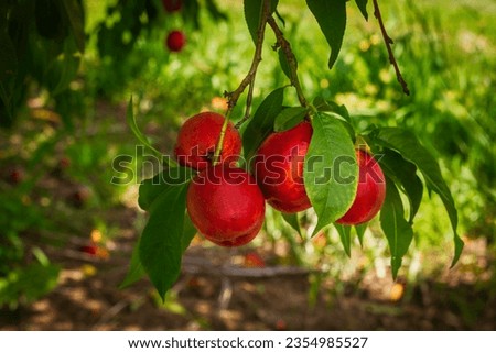 Fruits of nectarines on a branch close-up. Selective soft focus Royalty-Free Stock Photo #2354985527