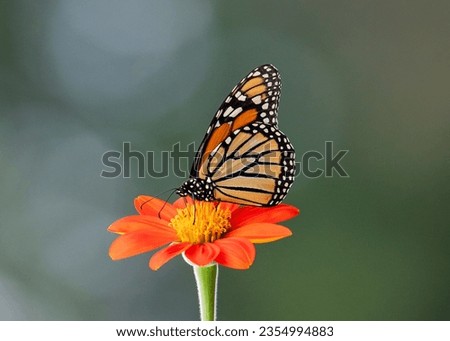Monarch butterfly sitting on orange tithonia in late summer during migration