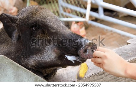 a photography of a person feeding a pig a banana, sus scrofa is feeding a small pig with a banana.