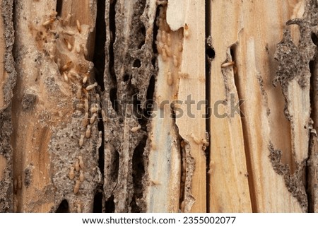 Group of the small termite destroy timber, termites eat wood and destroy buildings Royalty-Free Stock Photo #2355002077