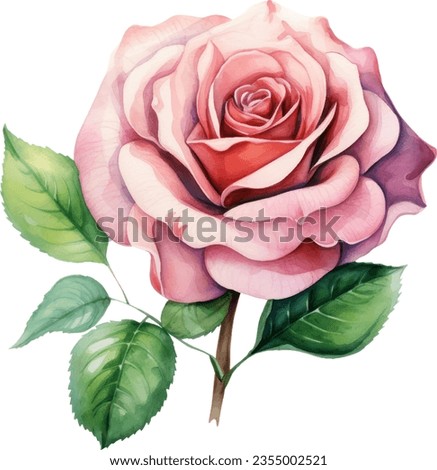 Pink rose flower, leaves, watercolor illustration