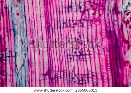 The study of plant tissues under the microscope in the laboratory. Royalty-Free Stock Photo #2355005313