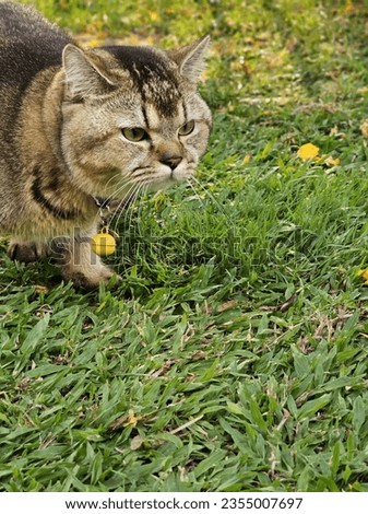gray cat walking on the grass