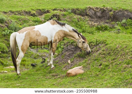 large beautiful brown and white horse eating short grass on the side of a hill