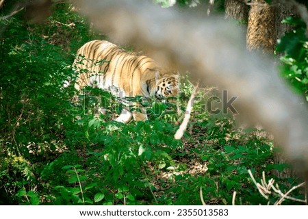 Tiger Amur in the Seaside Safari Park