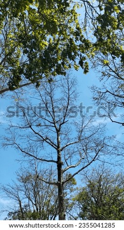 Captured blue sky with trees on the summer 11111002