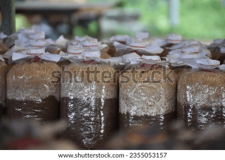 mushroom spawn in small organic mushroom farm. Royalty-Free Stock Photo #2355053157