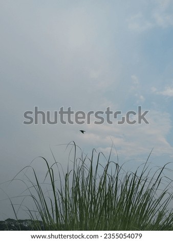A bird is flying over the grass