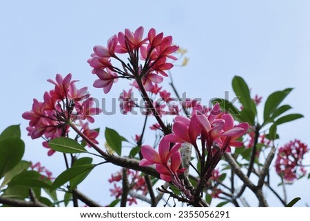 the beauty of frangipani flowers with a sky background