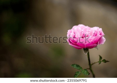 Flowering Of Pink Wild Roses, Backgrounds for advertisements and wallpapers in natural scenes and outdoor landscapes. Actual images in decorating ideas.