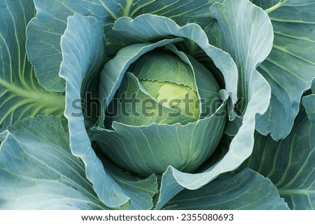 Close-up of a head of cabbage in the garden. Selective focus.