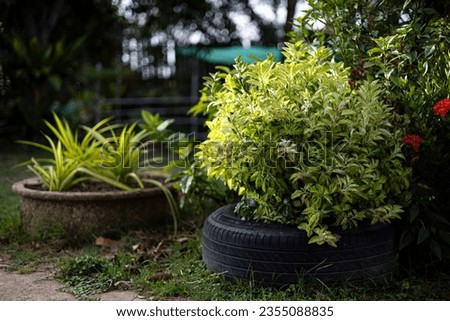 Using Leftovers To Make Potted Plants, Backgrounds for advertisements and wallpapers in natural scenes and outdoor landscapes. Actual images in decorating ideas