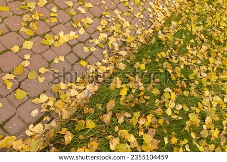 Fallen birch leaves on the sidewalk in the park. Autumn.
