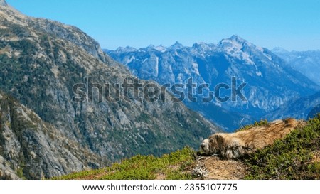 Mountain Marmot in North Cascades National Park, WA, USA Royalty-Free Stock Photo #2355107775