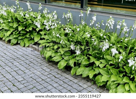 they form a massive rosette of leaves, they grow to a height of 60 cm. The leaves are large cordate with a pronounced texture and blue-green color. From June to August, white to light purple flowers  Royalty-Free Stock Photo #2355119427
