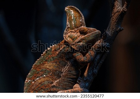 Beautiful colof of chameleon panther on branch, animal closeup. Dark background, copy space for text