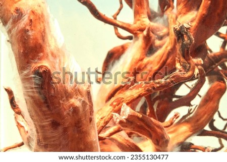 Bacterial bloom in aquarium. Large driftwood in the aquarium covered with a thick layer of white bacterial fungus Royalty-Free Stock Photo #2355130477