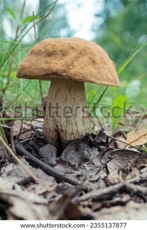 edible mushroom close-up in the forest, mushroom picking season, noble mushrooms