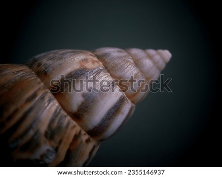 snail shell on a black background