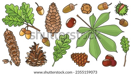 Acorn of oak color vector set icon. Vector illustration autumn leaf and nut on white background.Isolated color icon acorn and cone.