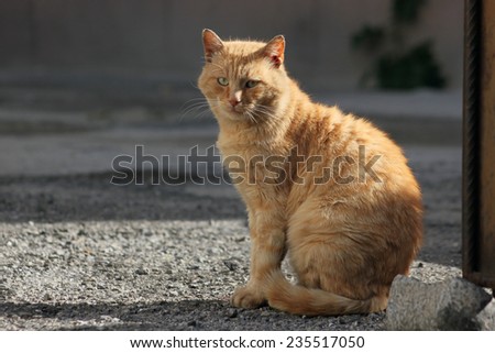 Closeup picture of homeless cat