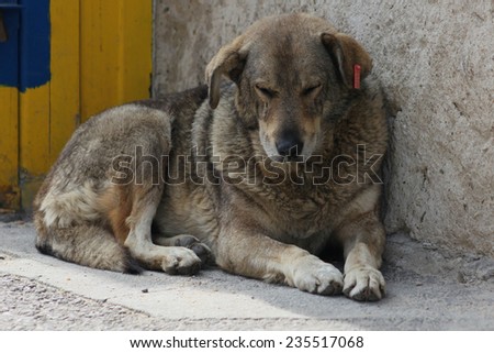 Closeup picture of homeless dog