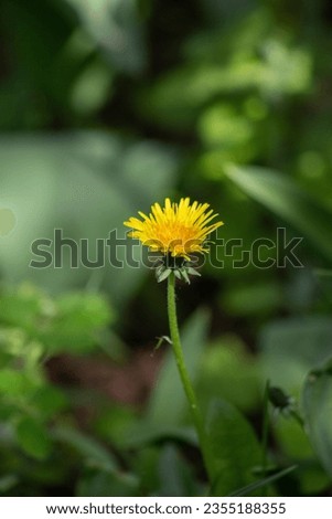 Yellow dandelion flower on a green natural background. High quality photo