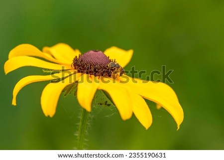 Ligated Sweat Bee on a Black-eyed Susan