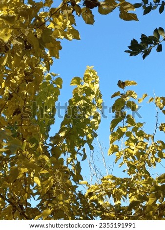 mobile Photo yellowing of leaves in autumn
