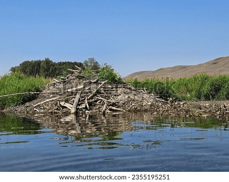 Outdoor nature image of a beaver dam along the water's edge of a river with a clear blue sky and no people.