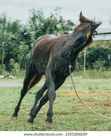 portrait of dark tied horse running in field grass. The horse is using to race in Traditional horse racing in Highland Aceh.