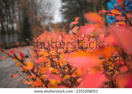 Red autumn leaves on a bush branch in the park