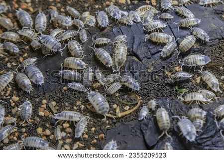A large group of Ghost Louse