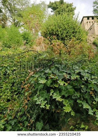 lush ivy hedge in summer. High quality photo