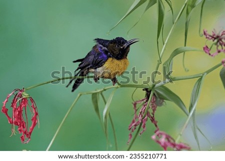 A brown-throated sunbird searching for nectar in a fire lily. This small bird has the scientific name Anthreptes malacensis.