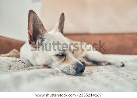 The oldest old chihuahua dog is lying on the bed resting, napping. Close-up of a light dog sleeping. High quality photo