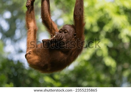 An amazing closeup of a wild baby orang utan