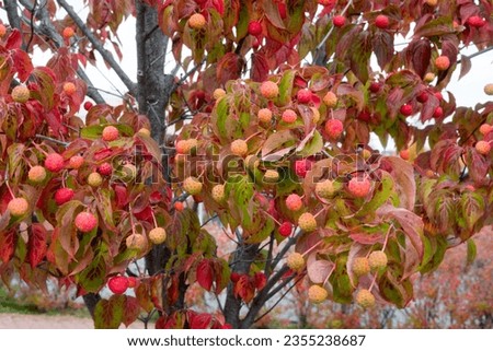 Red kousa dogwood fruits in autumn
